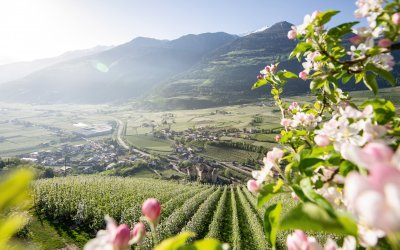 Apfelblüte in Südtirol © IDM/Südtiroler Apfelkonsortium/Alex Filz