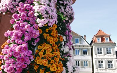 Chrysanthema Lahr © Stadt Lahr